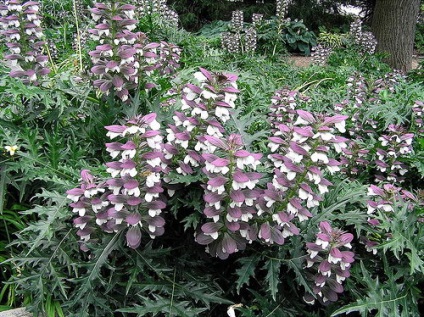 Acanthus tenyésztés a magok acanthus spickly és más típusú szabályok az ültetés és gondozás