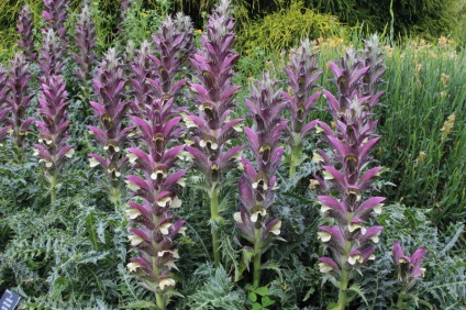 Acanthus tenyésztés a magok acanthus spickly és más típusú szabályok az ültetés és gondozás