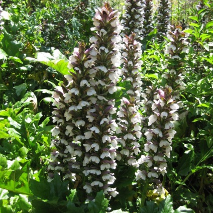 Acanthus cultivare din semințe acanthus stickly și alte tipuri de reguli de plantare și de îngrijire