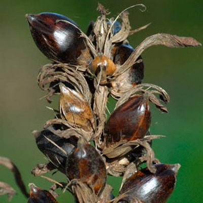 Acanthus tenyésztés a magok acanthus spickly és más típusú szabályok az ültetés és gondozás