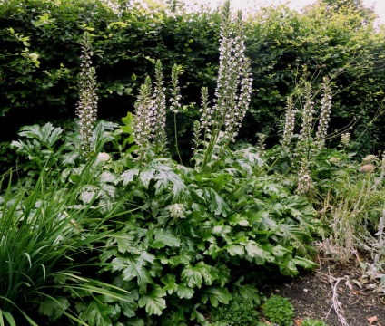 Acanthus tenyésztés a magok acanthus spickly és más típusú szabályok az ültetés és gondozás