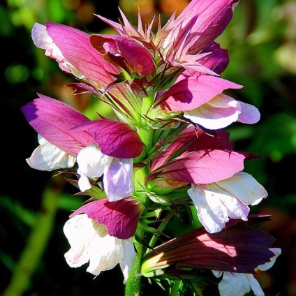 Acanthus cultivare din semințe acanthus stickly și alte tipuri de reguli de plantare și de îngrijire