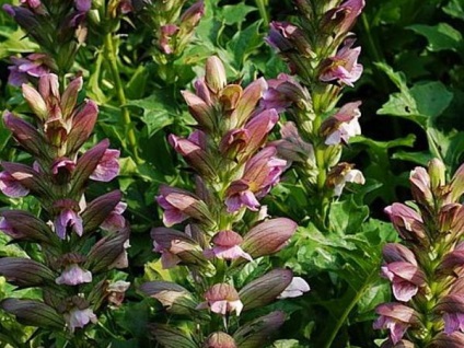 Acanthus cultivare din semințe acanthus stickly și alte tipuri de reguli de plantare și de îngrijire