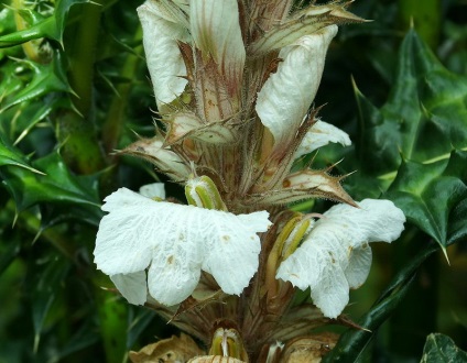 Acanthus tenyésztés magvak acanthus spickly és egyéb szabályokat ültetésre és gondozásra