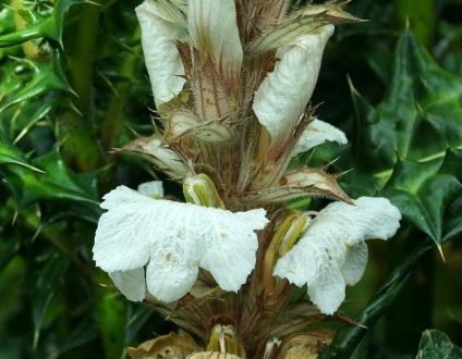 Acanthus cultivare din semințe acanthus stickly și alte tipuri de reguli de plantare și de îngrijire