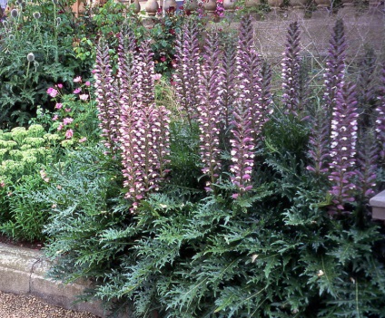 Acanthus cultivare din semințe acanthus stickly și alte tipuri de reguli de plantare și de îngrijire