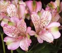 Alstroemeria îngrijire, fotografie, tipuri, transplant, boli