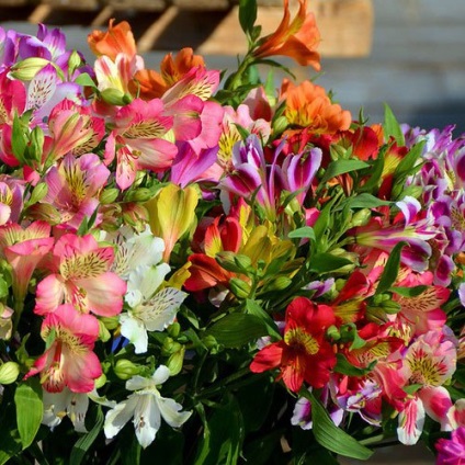 Alstroemeria în oală, lumea plantelor