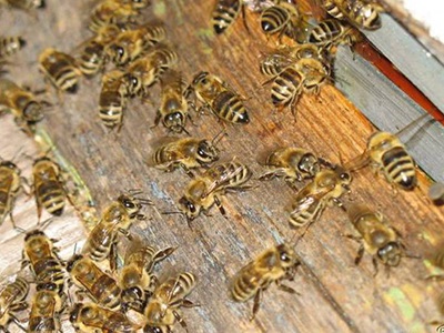 Amebiasis tratamentul albinelor