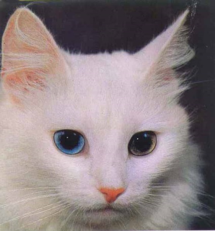 Angora Cat