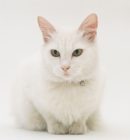 Angora Cat