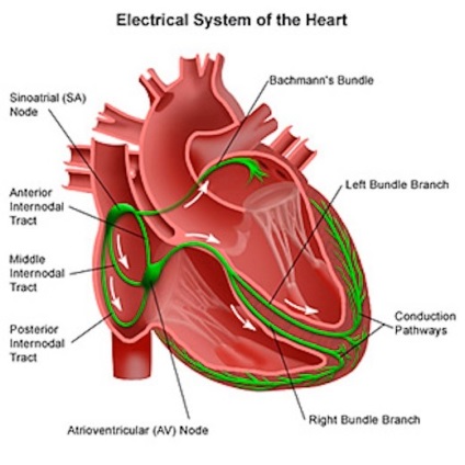 Aritmie - medic cardio - site medical cu limbaj simplu și accesibil