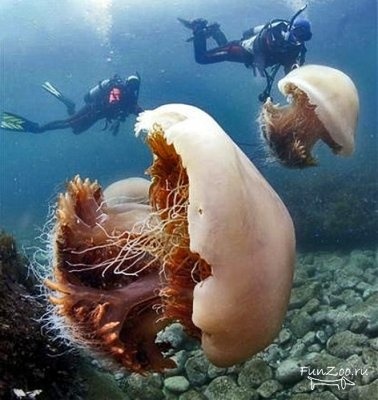 Arctic cianuri - cea mai mare meduze din lume - un portal turistic - lumea este frumoasa!