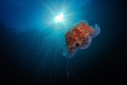Cianura din Arctica - cea mai mare meduza din lume - un portal turistic - lumea este frumoasa!