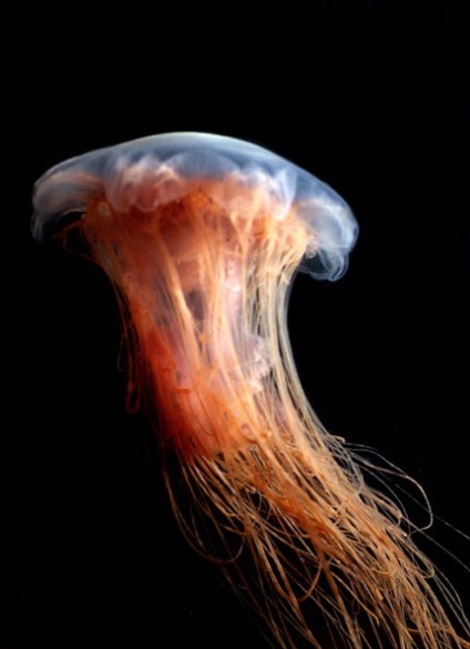 Arctic cianuri - cea mai mare meduze din lume - un portal turistic - lumea este frumoasa!