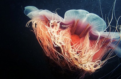 Cianura din Arctica - cea mai mare meduza din lume - un portal turistic - lumea este frumoasa!