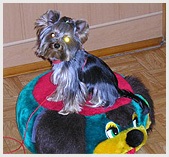 Yorkshire Terrier baza de cunoștințe