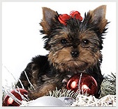 Yorkshire Terrier baza de cunoștințe