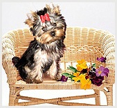 Yorkshire Terrier baza de cunoștințe