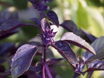 Basil violet, lamaie, verde - condimente pe pat