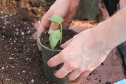 Basil violet, lamaie, verde - condimente pe pat