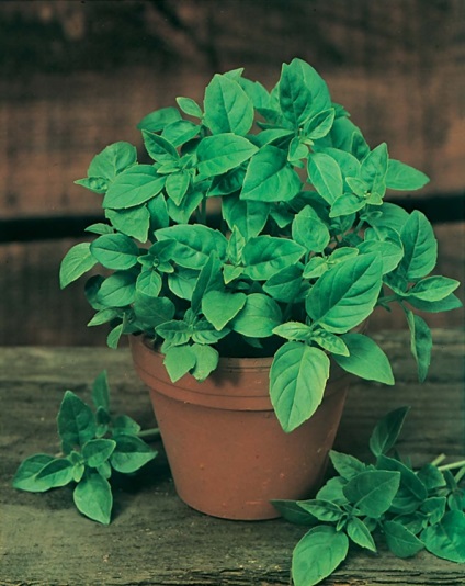 Lemon Basil