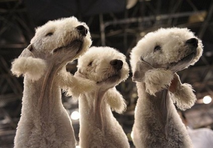 Bedlington Terrier, rase de câini, animale și rase