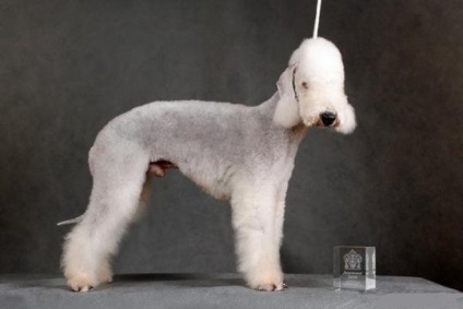 Bedlington Terrier, rase de câini, animale și rase