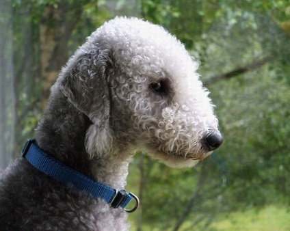 Bedlington Terrier, rase de câini, animale și rase