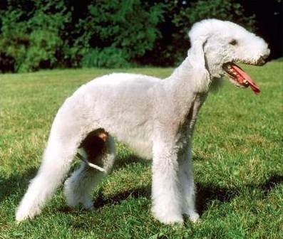 Bedlington Terrier, rase de câini, animale și rase