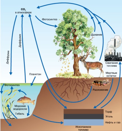 Cicluri biogeochimice de carbon, azot, fosfor