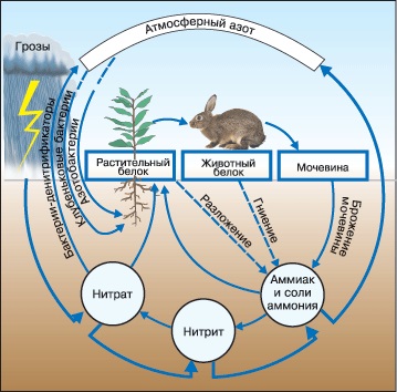 Cicluri biogeochimice de carbon, azot, fosfor