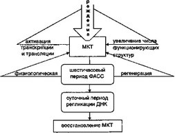 Semnificația biologică a stresului