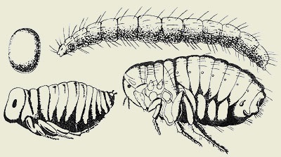 Fleas (afanipteroz), animale de companie