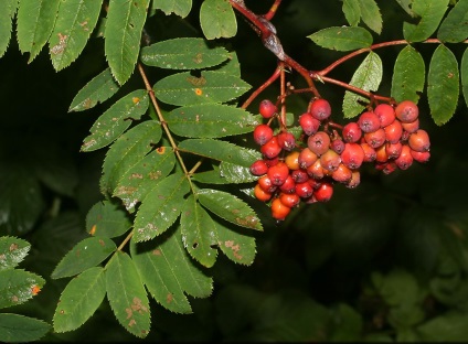 Boli de rowanberry, apk - vitus - știri