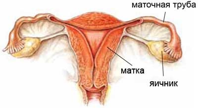 Fájdalom a petefészek régiójában - a tünetek megjelenésének okai, a kezelés módjai