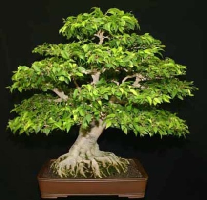 Bonsai din fenicul de benjamin bonsai forma și grija pentru ea