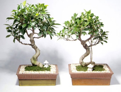 Bonsai din fenicul de benjamin bonsai forma și grija pentru ea