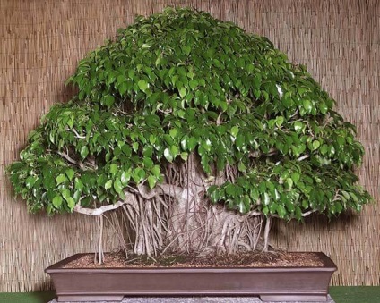 Bonsai din fenicul de benjamin bonsai forma și grija pentru ea