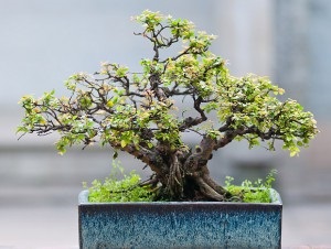 Bonsai a lakásban, virágok szoba, kert