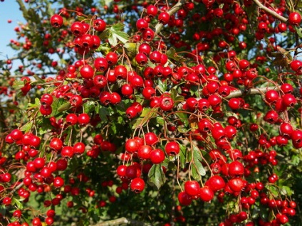 Hawthorn - hasznos tulajdonságok és alkalmazási módszerek