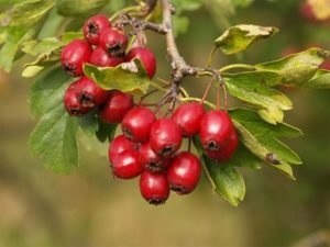 Hawthorn emeli vagy csökkenti a nyomásértékelést