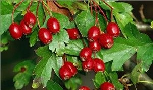 Hawthorn emeli vagy csökkenti a nyomásértékelést