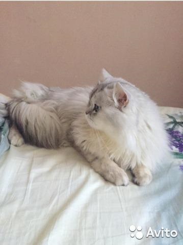 British puf de păr longhaired, animal de companie pentru tricotat, pervouralsk