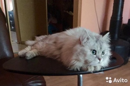 British puf de păr longhaired, animal de companie pentru tricotat, pervouralsk