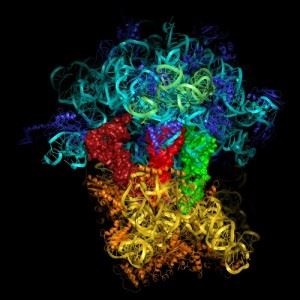 Ceea ce nu are nucleul format de bacterii, plicul nuclear, complexul golgi, mitocondriile și