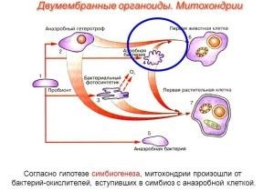 Ceea ce nu are nucleul format de bacterii, plicul nuclear, complexul golgi, mitocondriile și