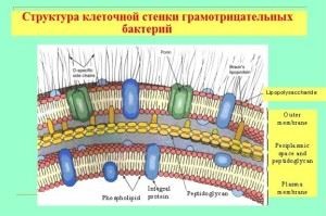 Ceea ce nu are nucleul format de bacterii, plicul nuclear, complexul golgi, mitocondriile și
