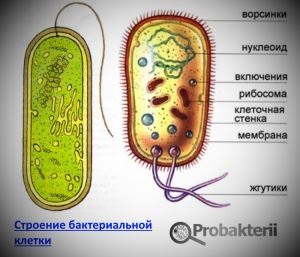Ceea ce nu are nucleul format de bacterii, plicul nuclear, complexul golgi, mitocondriile și