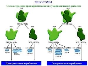 Ceea ce nu are nucleul format de bacterii, plicul nuclear, complexul golgi, mitocondriile și